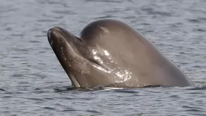 Bottlenose Whales