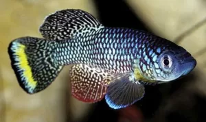 Turquoise Killifish Reproduce Without Mating