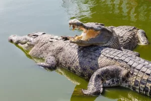 Crocodiles Reproduce Without Mating