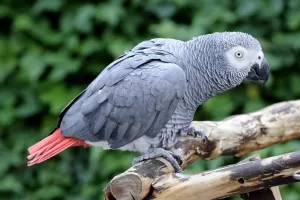 African Grey Parrots