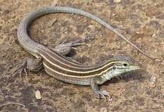 Whiptail lizard Reproduce Without Mating