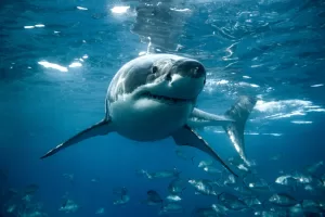 Sharks Reproduce Without Mating