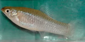 Amazon Molly Fish | Animal Reproduce Without Mating