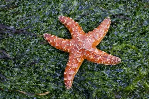 Starfish Reproduce Without Mating