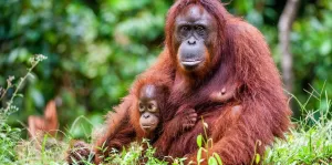 Orangutans