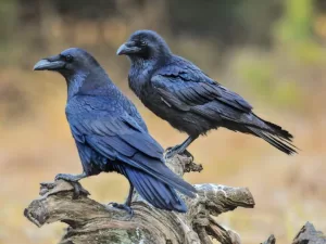 Crows and Ravens
