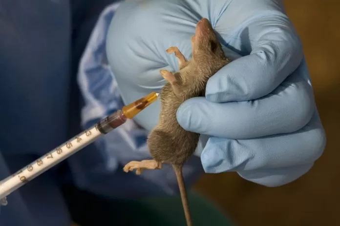 NCDC raises alarm over rising Lassa fever deaths