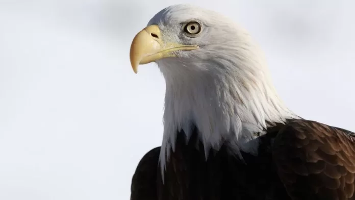 Bald Eagle Officially Declared National Bird of the United States After 250 Years