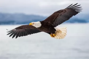 Bald Eagle Officially Declared National Bird of the United States After 250 Years
